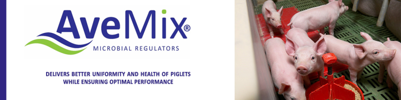 AveMix® MC12 – The solution to boost weaning piglet health and performance
