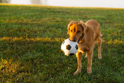 Dog with Soccer Ball