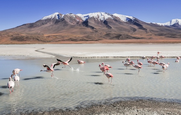 bolivia-flamingos