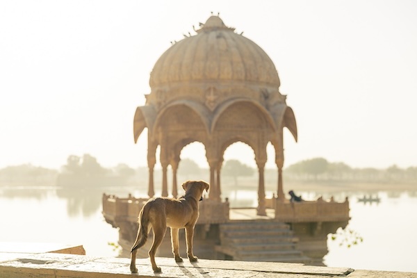 india-dog