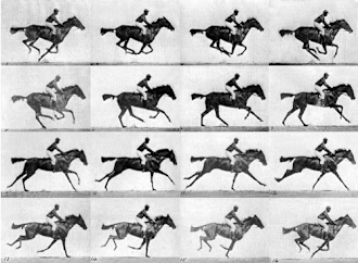 Muybridge race horse