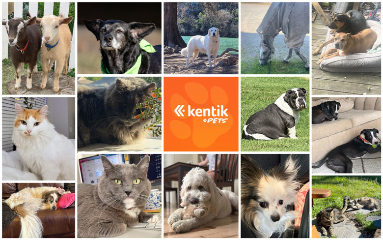 Kentik pets collage