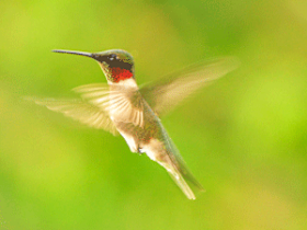 hummingbird