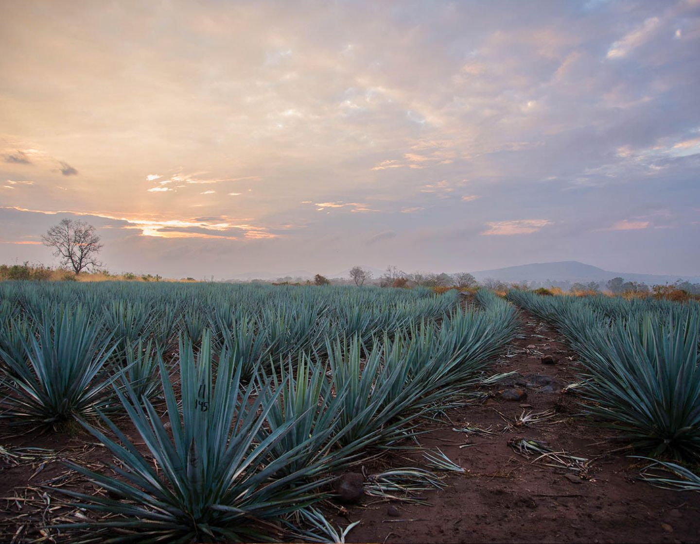 Filas de plantas de agave en campos