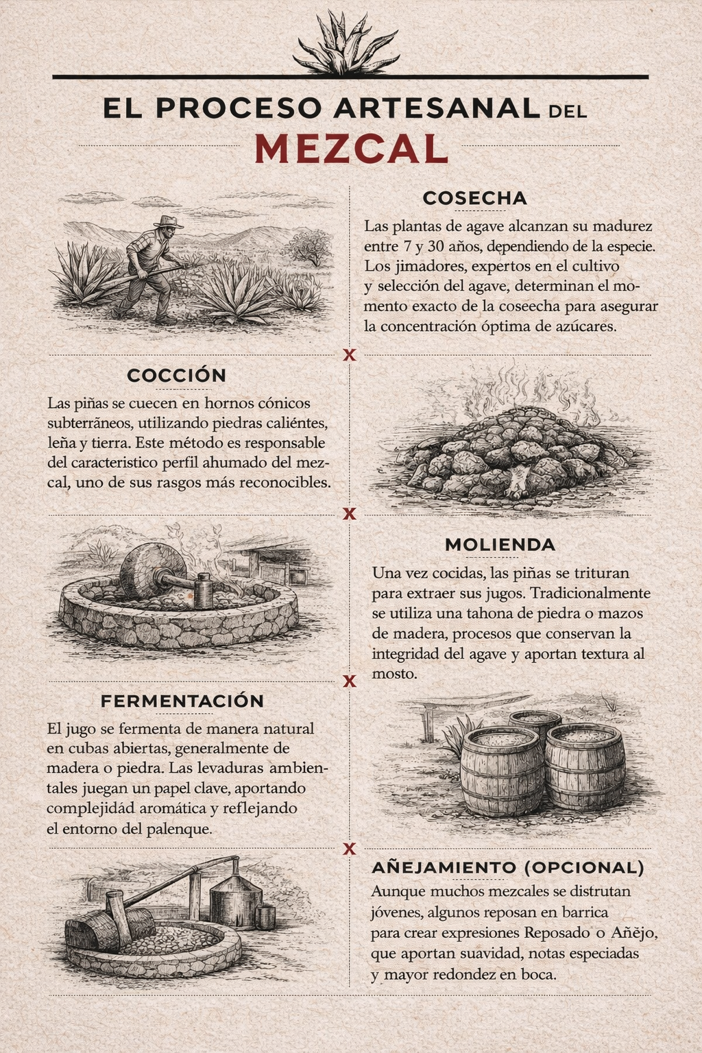 INFOGRAFIA PRODUCCIÓN MEZCAL
