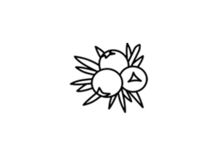 juniper graphic