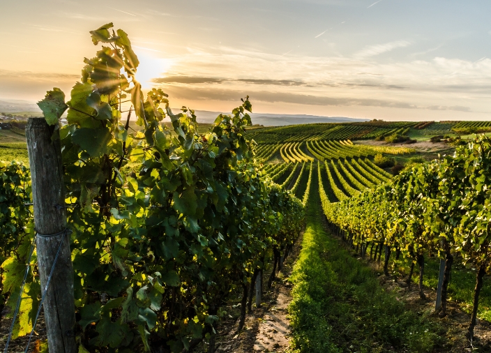 Weinanbau 