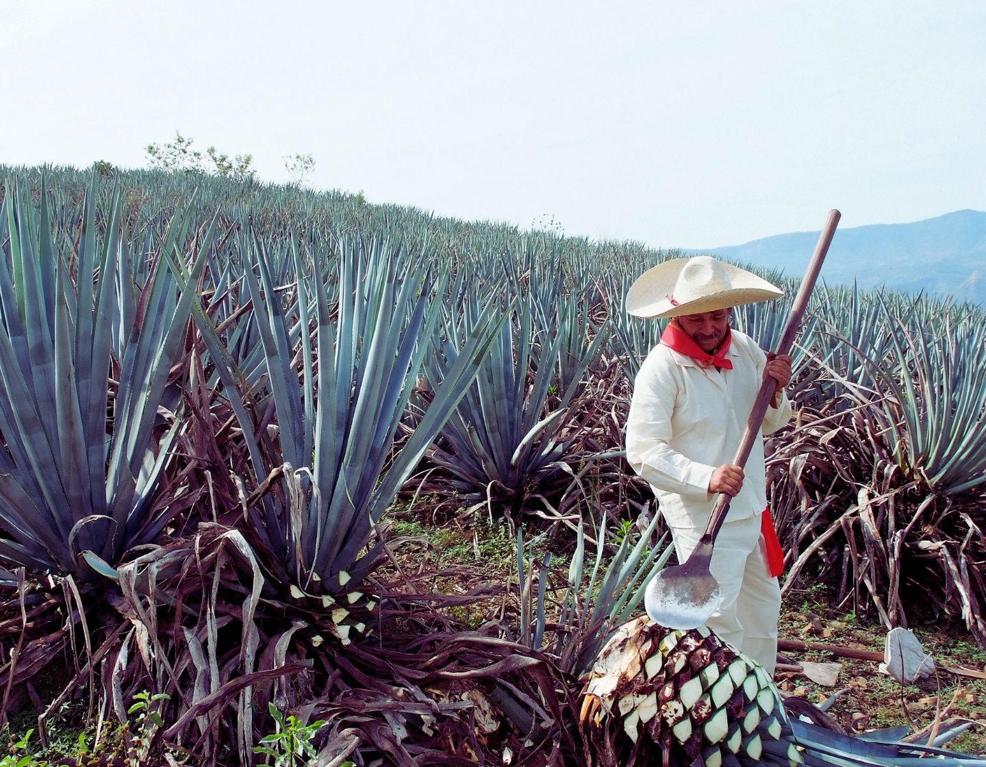 Finca Agave 