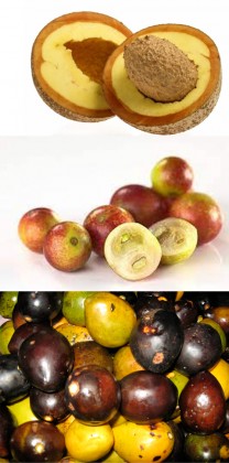 Imagem das frutas Abric Pão, Camucamu e Umari