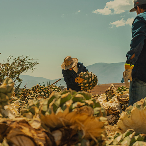 Granjero en cultivo de agave