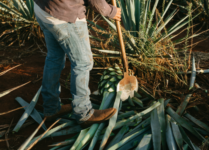 agave plant being harvested