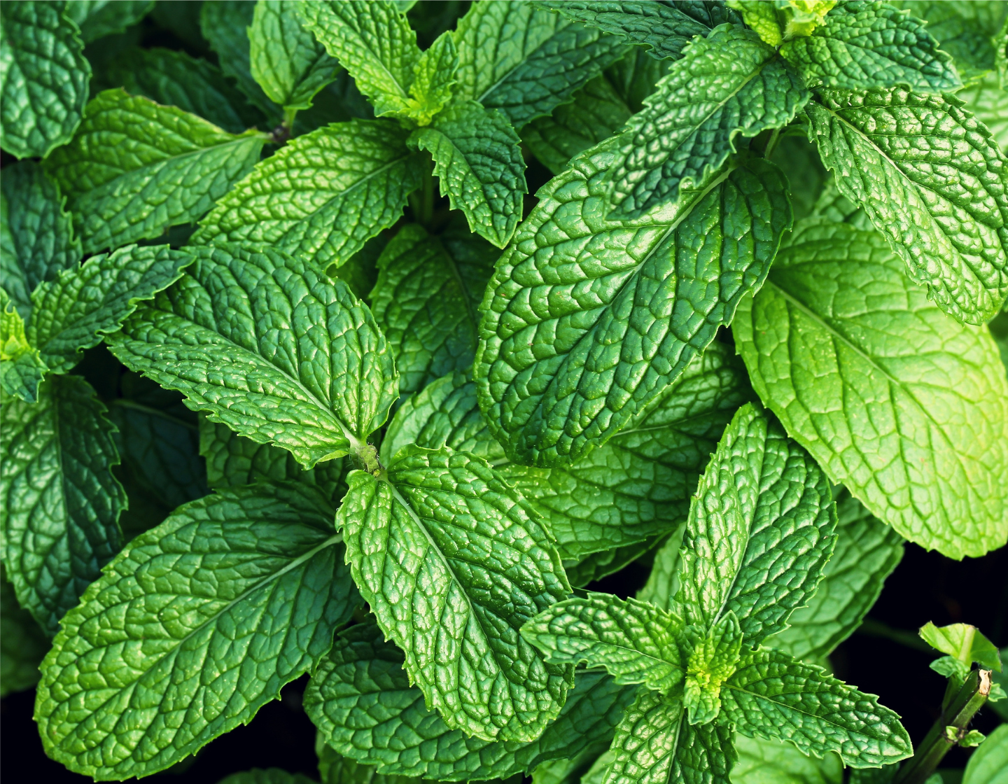 Primer plano de la menta