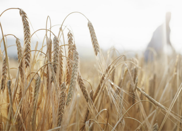 Rye field