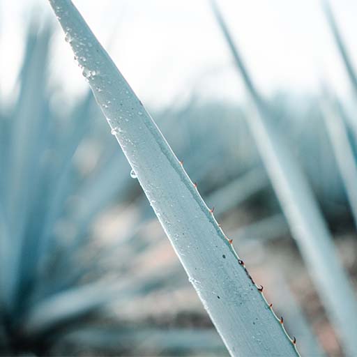 Uma foto aproximada de uma planta de agave com uma gota de água escorrendo por uma das folhas com espinhos 