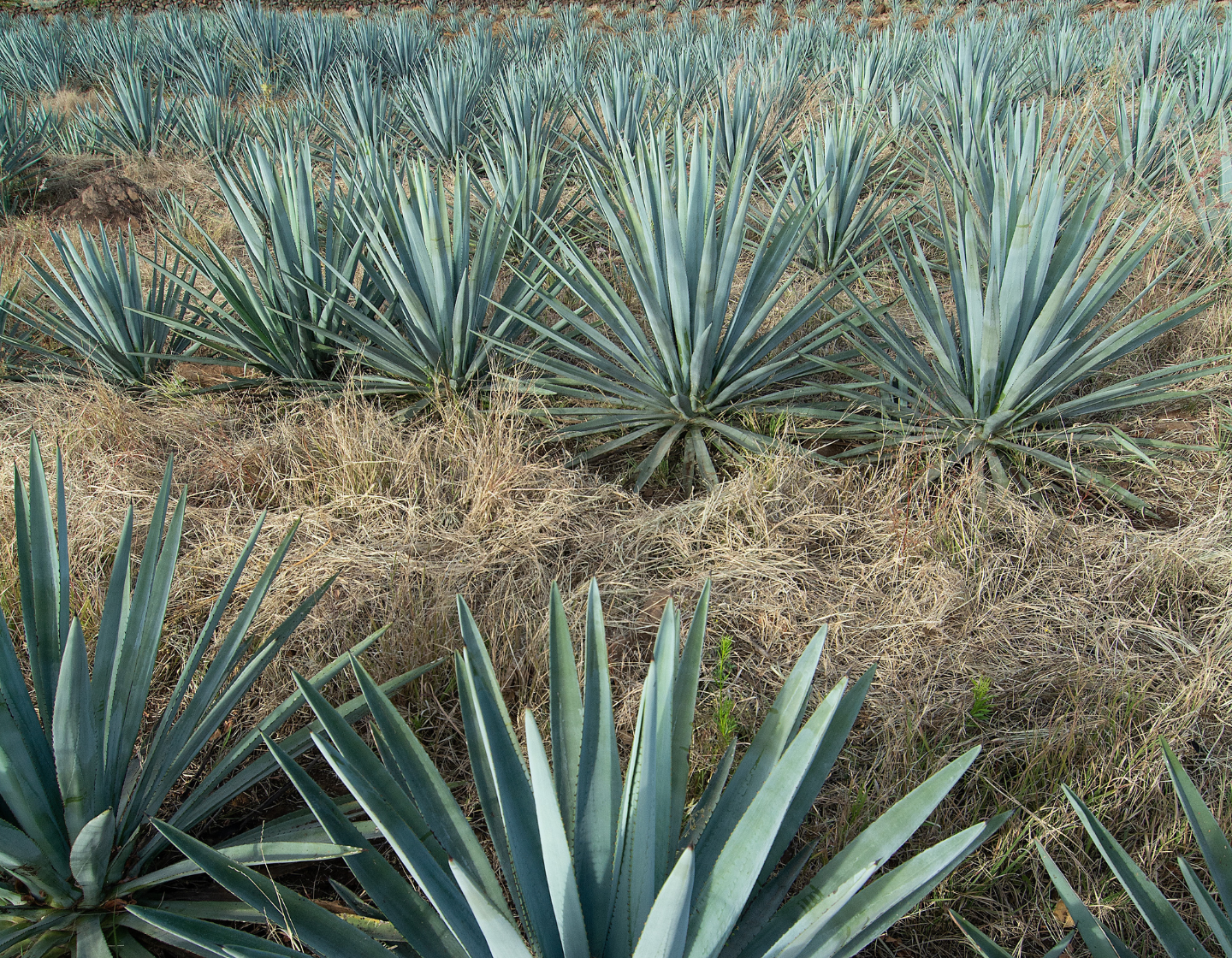 Ein Feld für die Tequila-Herstellung