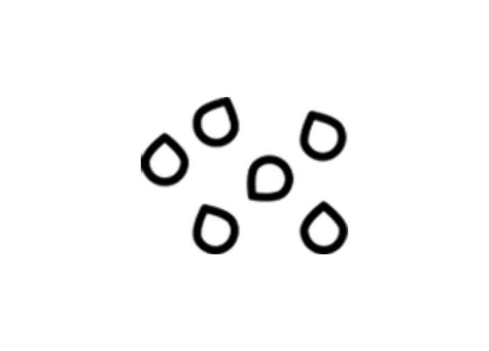coriander seeds graphic