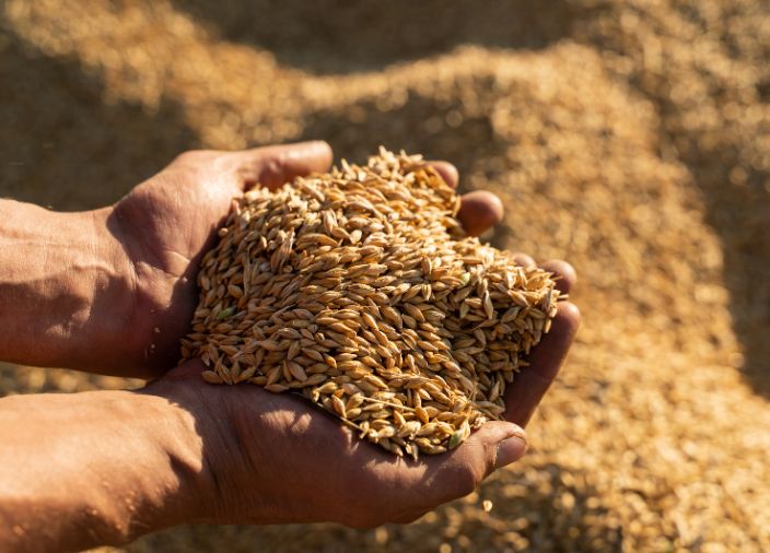 Hands holding barley grains