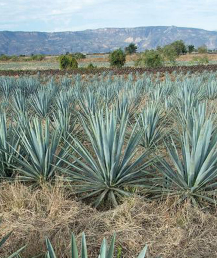 blue agave plantS