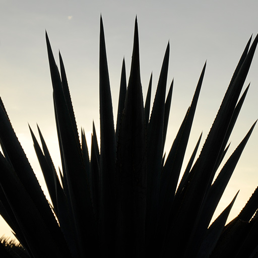 Agave plant