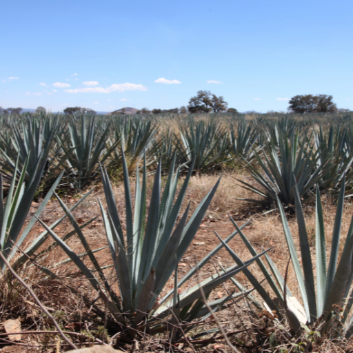 Tequila: History and Production    