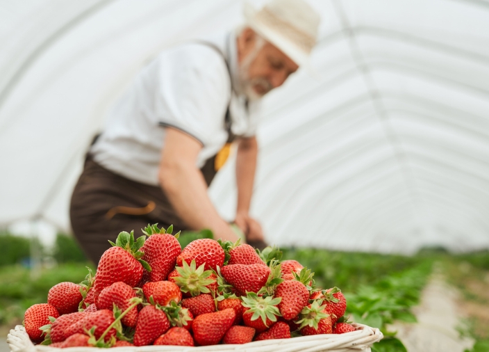 Farmer picking strawberries