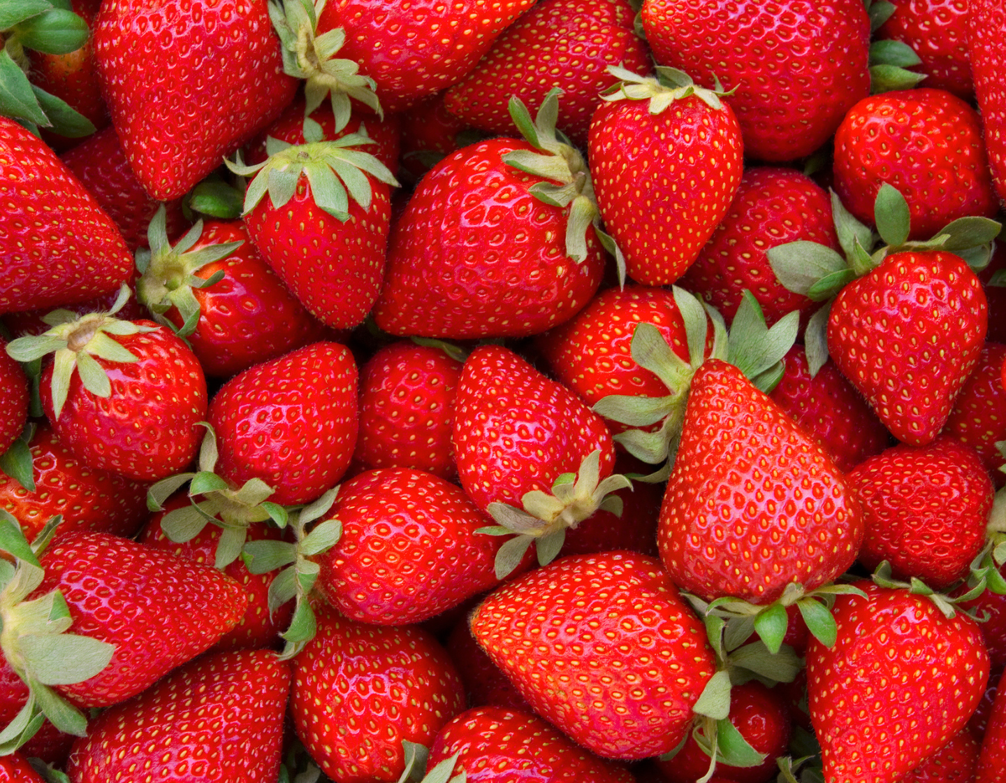 Fresas frescas y jugosas de cosecha propia