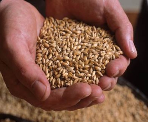 Hand full of grains