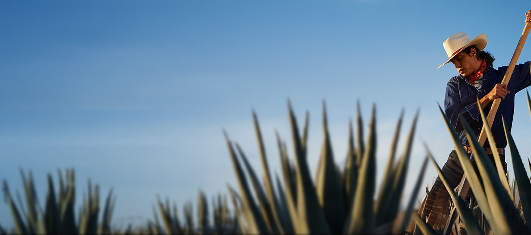 Cultivo Tequila