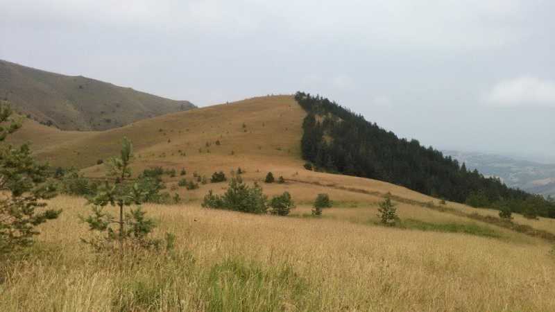 Zlatibor