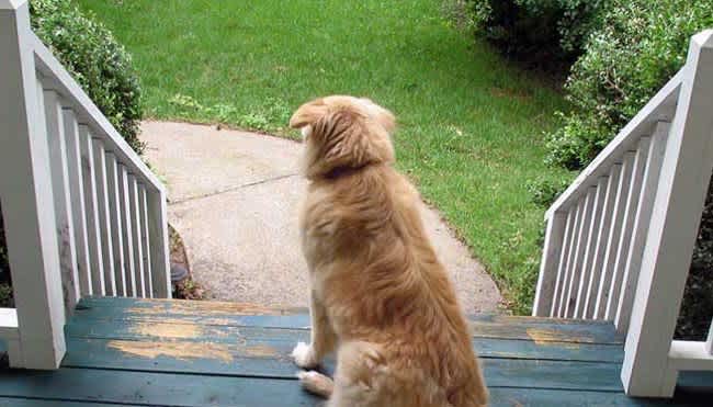 golden retriever sitting at top of steps to a home