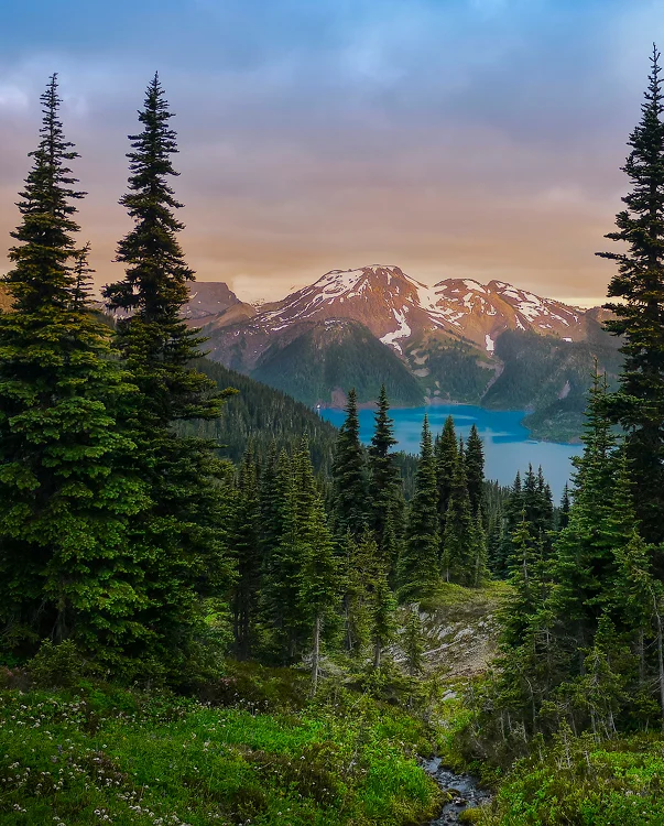 A forest with mountains in the background