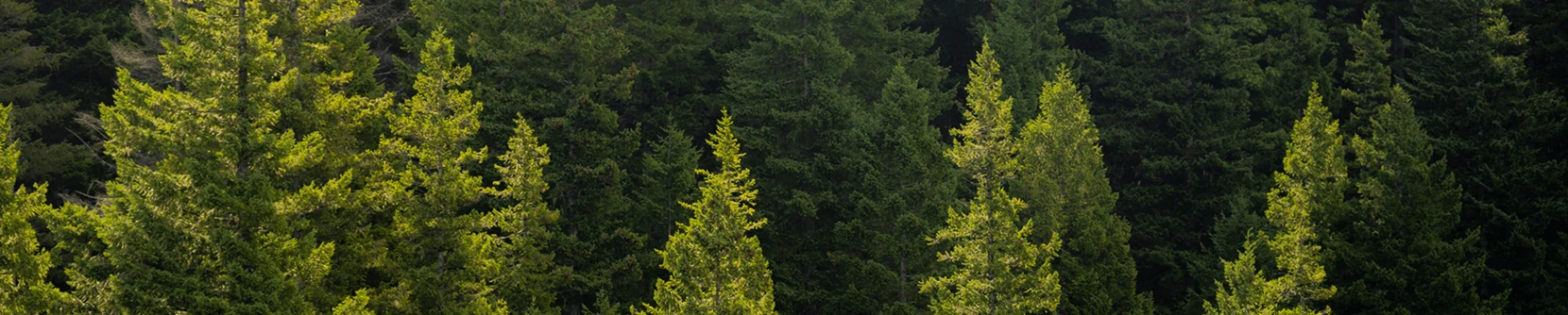 An overhead view of pine trees in a forest