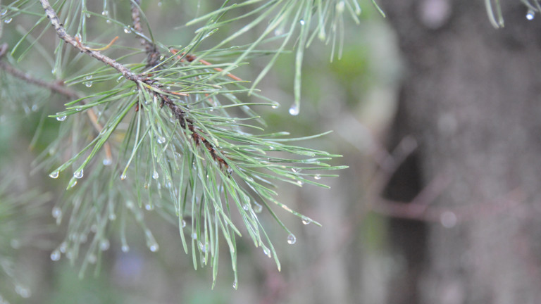 winter droplets