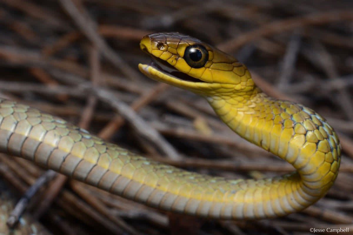 Want To Know More About That Snake You Just Tripped Over? | The ...