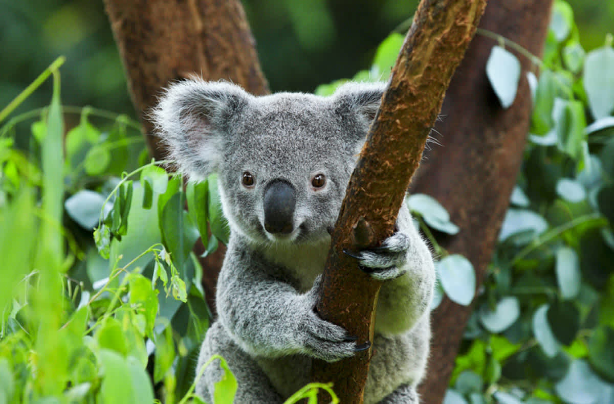 Lullaby Launched Save The Koala Month | The Hawkesbury Phoenix ...