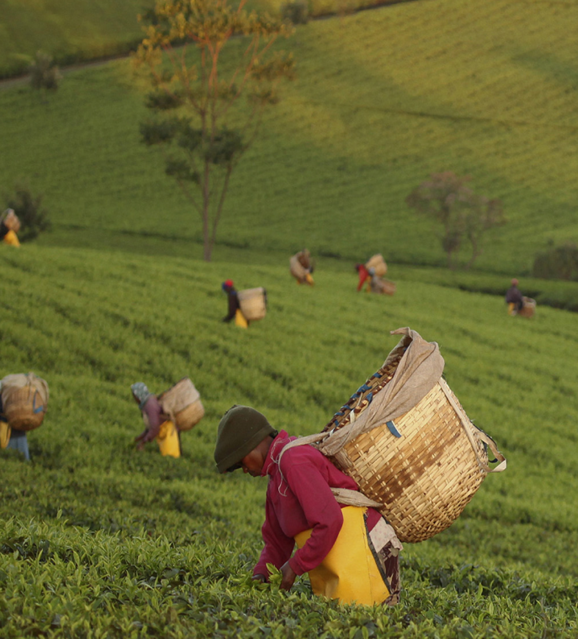 Social Sustainability: Communities & Livelihood | Ekaterra Tea