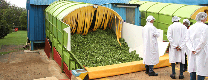 Ground breaking innovation in tea production