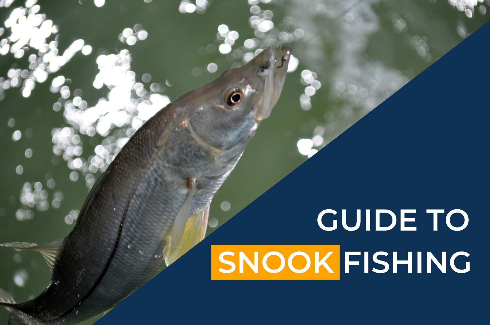 Snook fishing guide