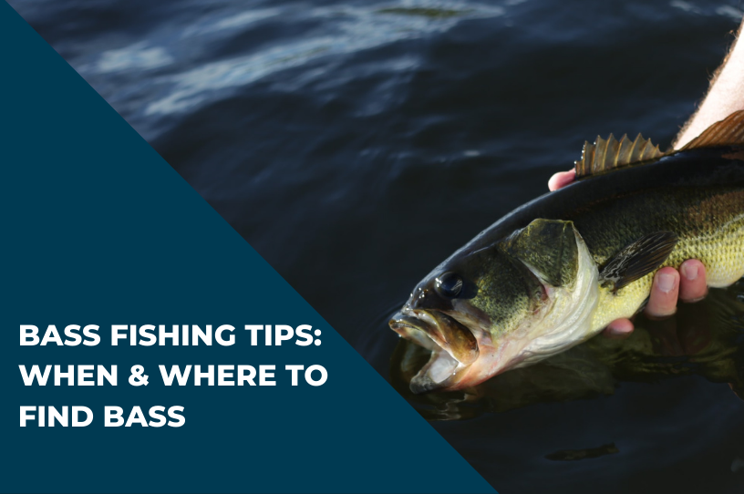 Bass Fishing Techniques