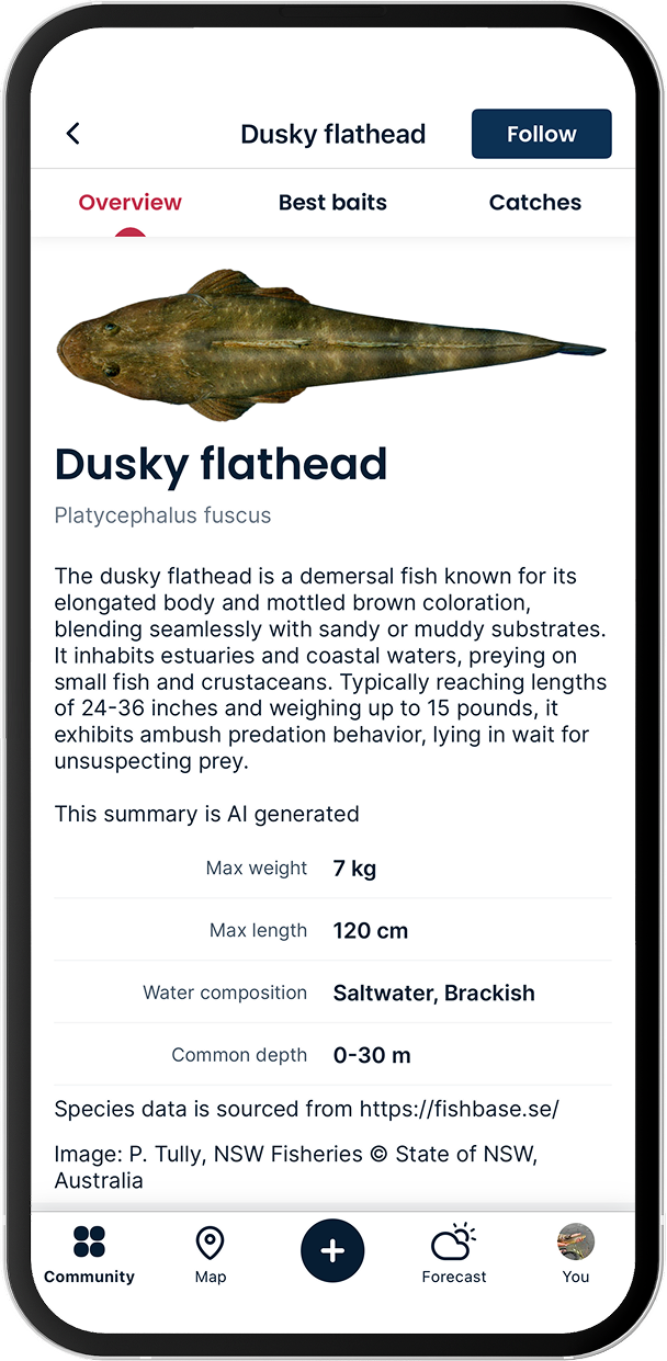 Dusky flathead