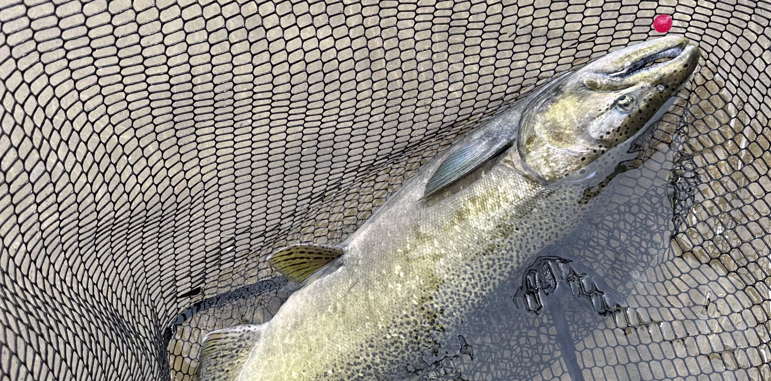 El Niño's affect on West Coast salmon