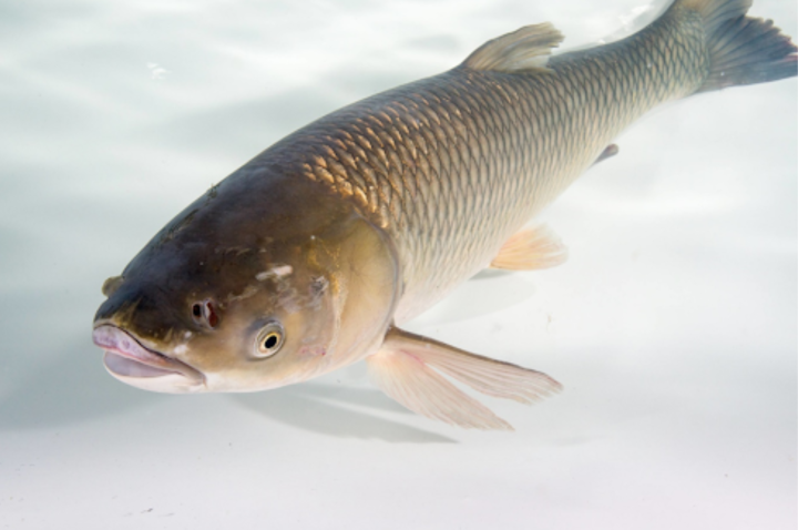 The Asian carp epidemic with The Invasive Species Centre