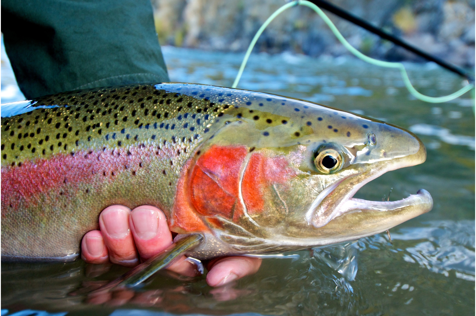 Nice Rainbow Trout! « Fishing with Rod Blog