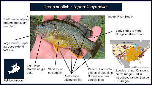 How To Identify Sunfish
