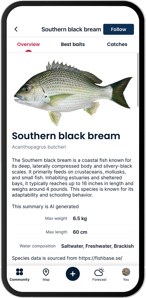 Southern black bream