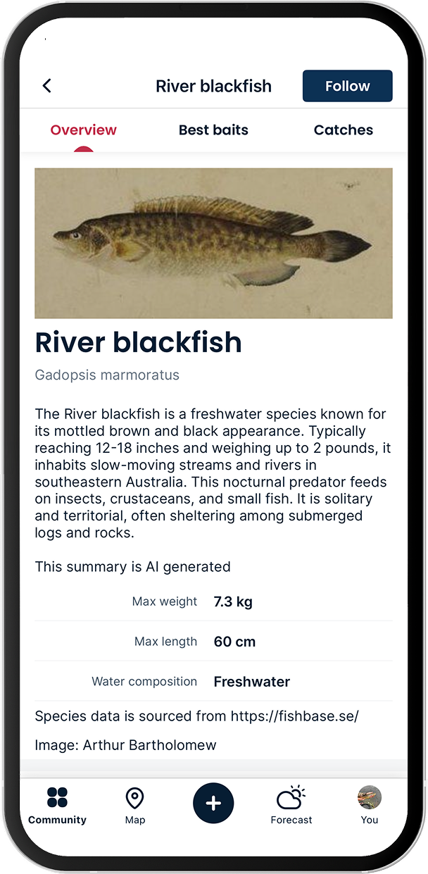 River blackfish