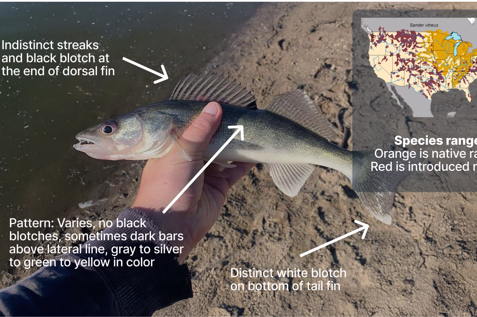 Fall species identification