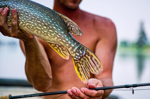 Summer species you should be targeting