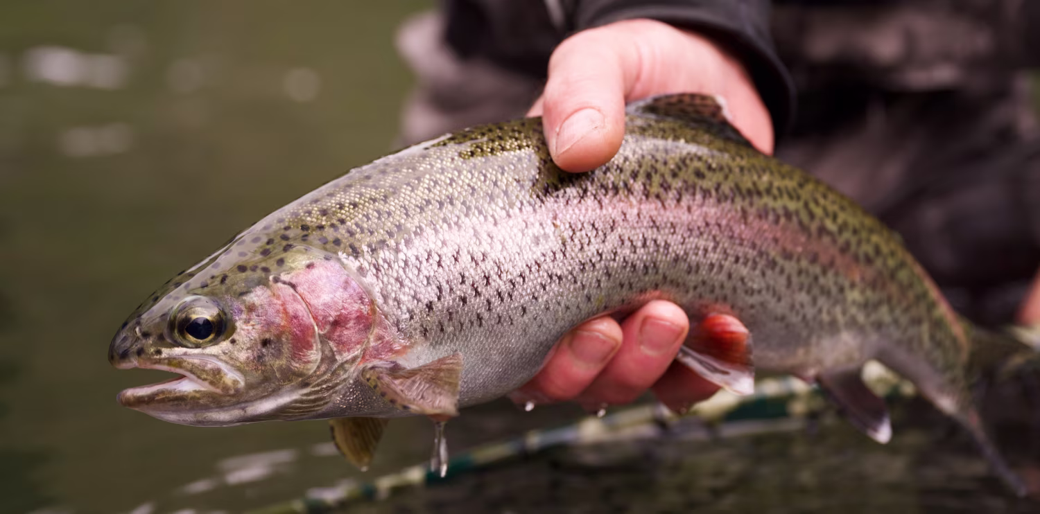 Trout fishing during El Niño