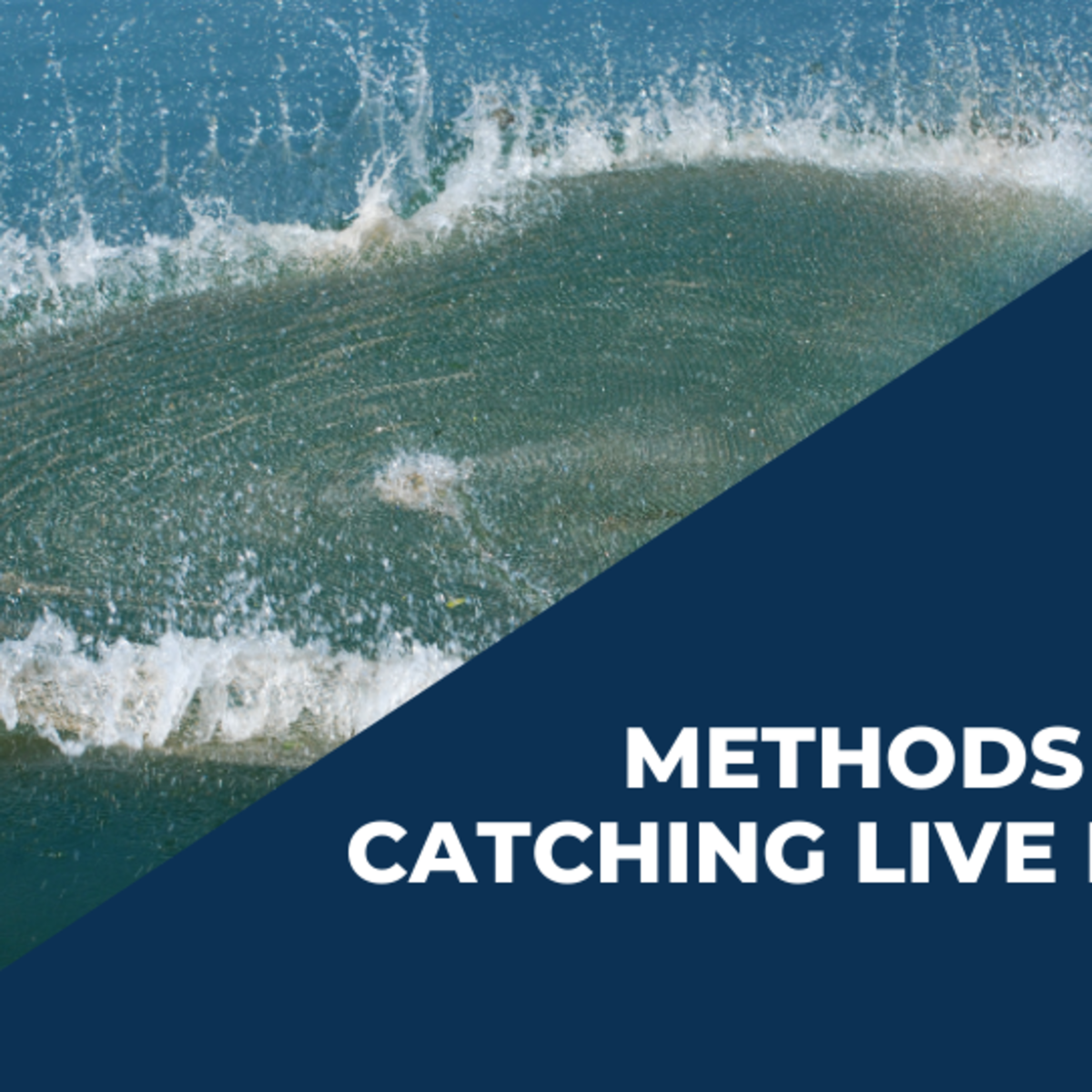 Catching Live Wire Catching live bait